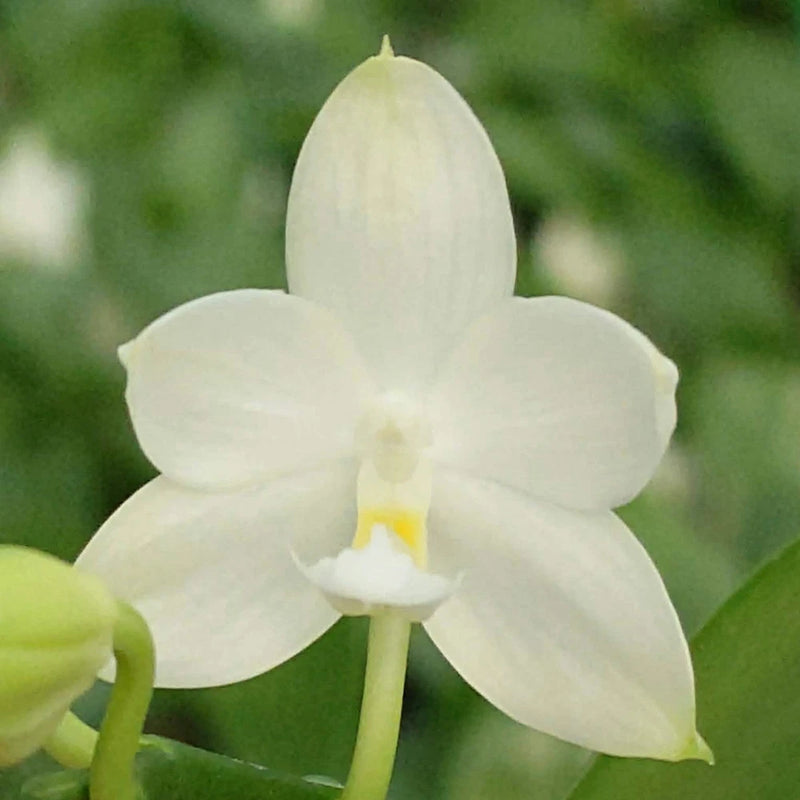 White Phalaenopsis orchid with five petals and yellow center