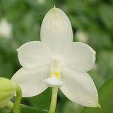 Phalaenopsis Rainbow Falconer Orchids