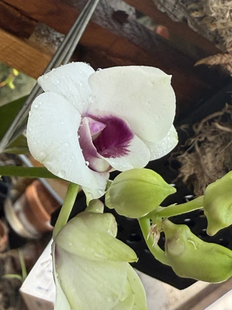 Hybrid orchid with white petals and purple center, green leaves on a small plant