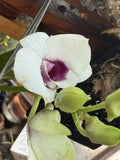 Dendrobium Hybrid plant Orchids