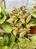 Hoya Plant Variety Choose Your Favorite Orchids