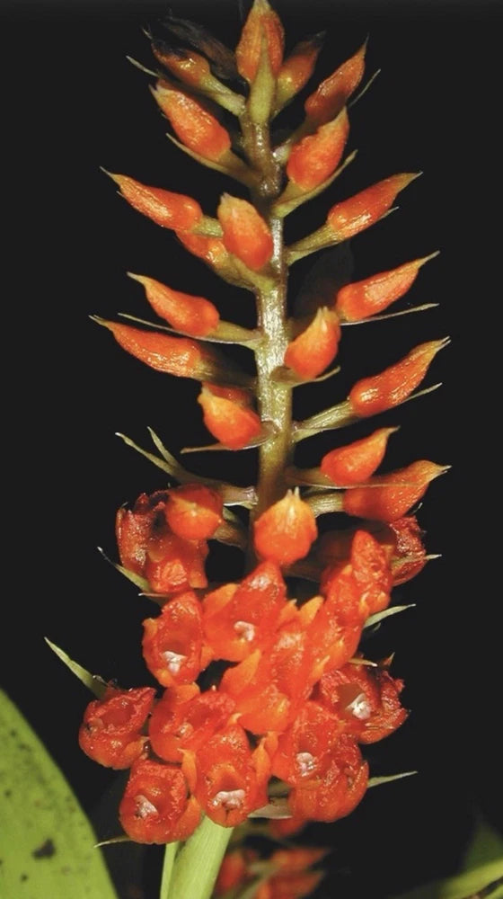 Orange-red orchid with dense spiky flower cluster on dark stem
