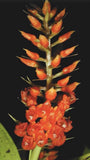 Orange-red orchid with dense spiky flower cluster on dark stem