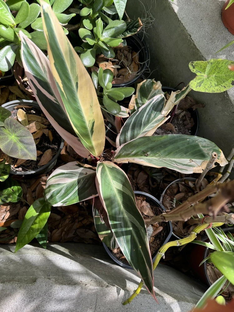 Stromanthe Triostar houseplant with green, cream, and pink-striped variegated leaves in pot