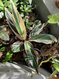 Calathea Stromanthe Triostar Plant Orchids
