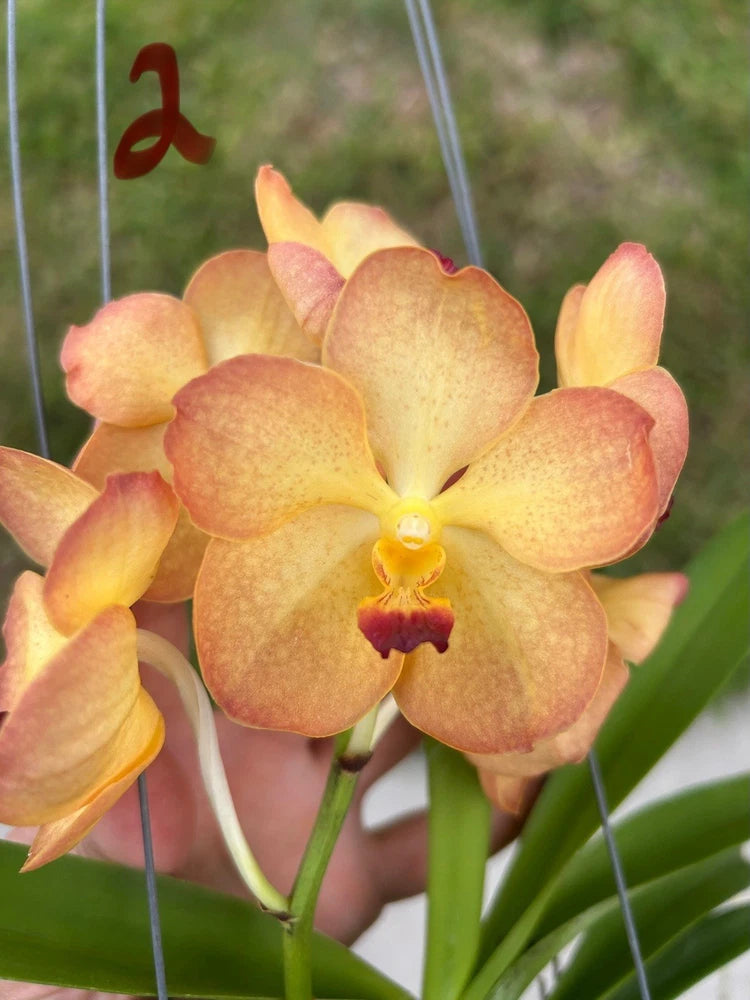 Orange and yellow Vanda orchid flower with pink edges and red center lip