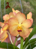 V. Pine Rivers X Renu Gold- Pachara Spot Fragrant Hybrid BS Vanda Orchid Orchids