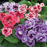 Imported Winter Gloxinia Mixed Color Flower Bulbs Pack of 3 Bulbs Flowering Plants