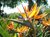 Bird of Paradise ,flowering Strelitzia Reginae exotic Crane Flower seed 30 seeds,exotic_cactus_collection  98.8% positive (54.9K) Orchids