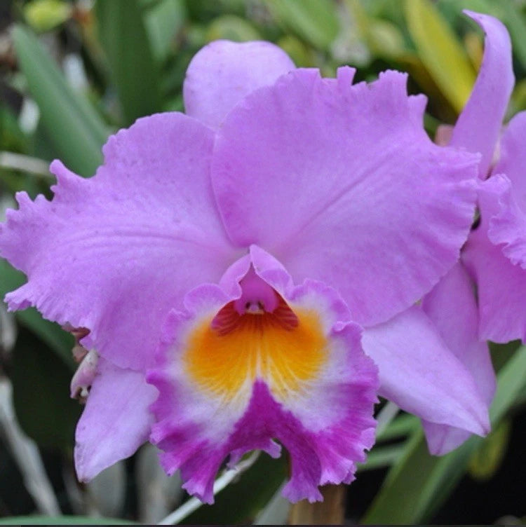 Pink and purple orchid flower with ruffled petals and yellow-orange center