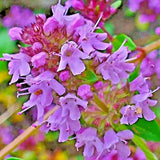CREEPING THYME 200 SEEDS PURPLE GROUNDCOVER LAWN HERB DROUGHT ARID PERENNIAL US Garden Plants