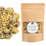 Giant Scabious (Cephalaria Gigantea) Herbal Tea 2 OZ (57g) | Wild-Harvested Dried Flower