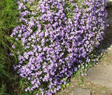 AUBRIETA ROCK CRESS PALE BLUE Aubrieta Hybrida Graeca - 100 Seeds Garden Plants