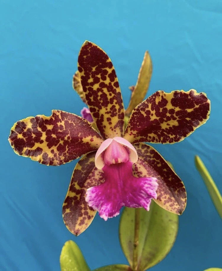 Spotted orchid hybrid flower with maroon-yellow petals and a pink center lip