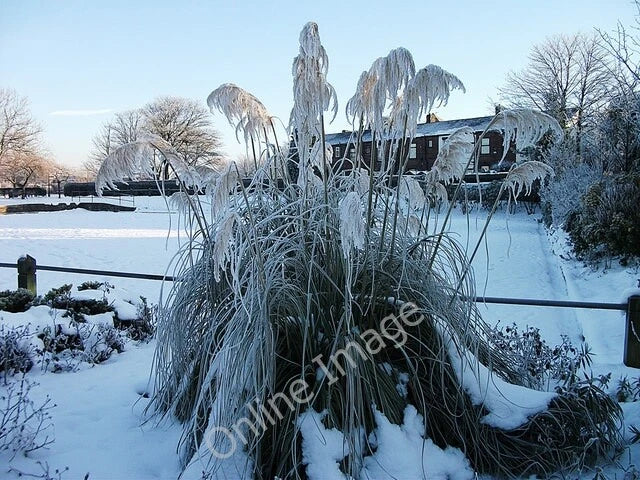 Photo 6x4 Frozen pampas grass Shaw/SD9308 A fine specimen facing up to t c2010 Pampas Grass