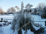 Photo 6x4 Frozen pampas grass Shaw/SD9308 A fine specimen facing up to t c2010 Pampas Grass