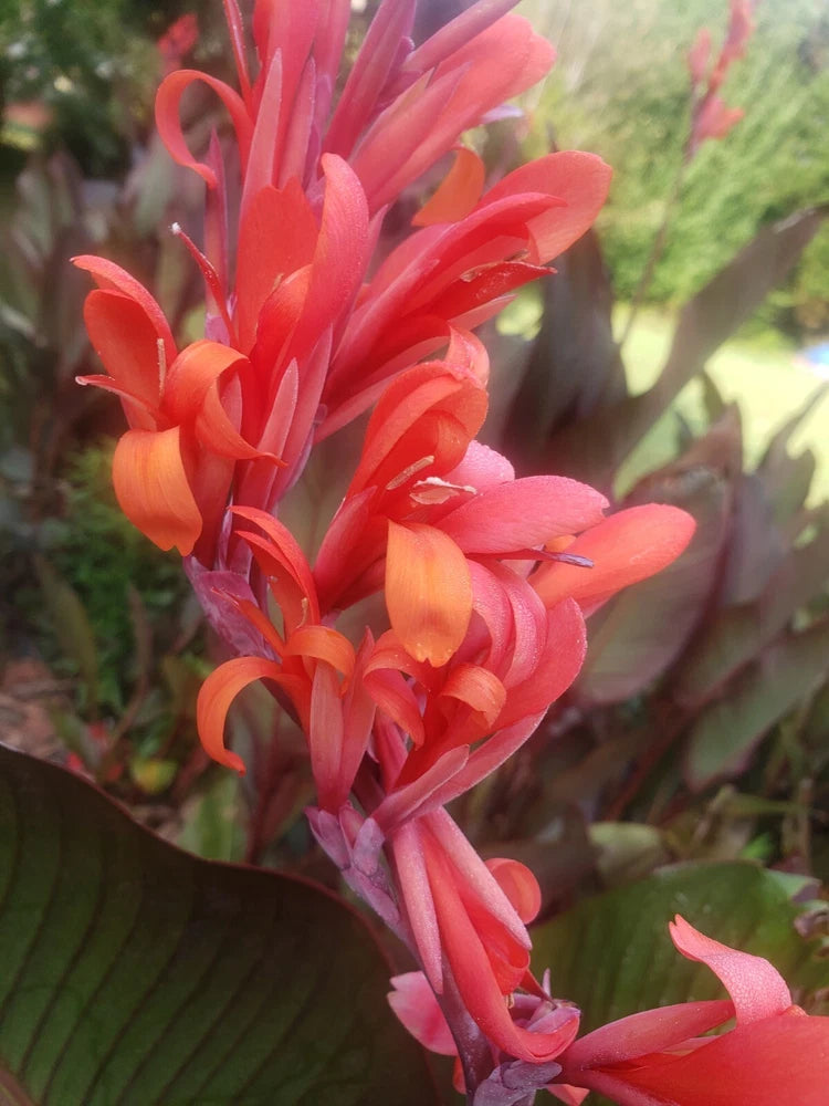 Canna lily rhizome plant with tall clusters of red and orange flowers