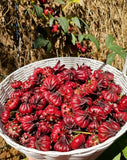 25 Roselle Hibiscus Seeds, Premium Sorrel Seed Hibiscus Sabdariffa, Bup giam Garden Plants
