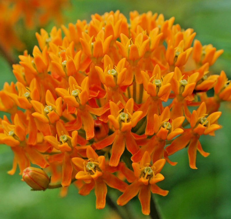 1000 ASCLEPIAS TUBEROSA Seeds (Butterfly Milkweed) Perennial Flower Garden Plant Garden Plants