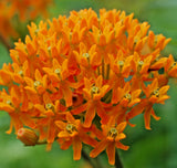 1000 ASCLEPIAS TUBEROSA Seeds (Butterfly Milkweed) Perennial Flower Garden Plant Garden Plants