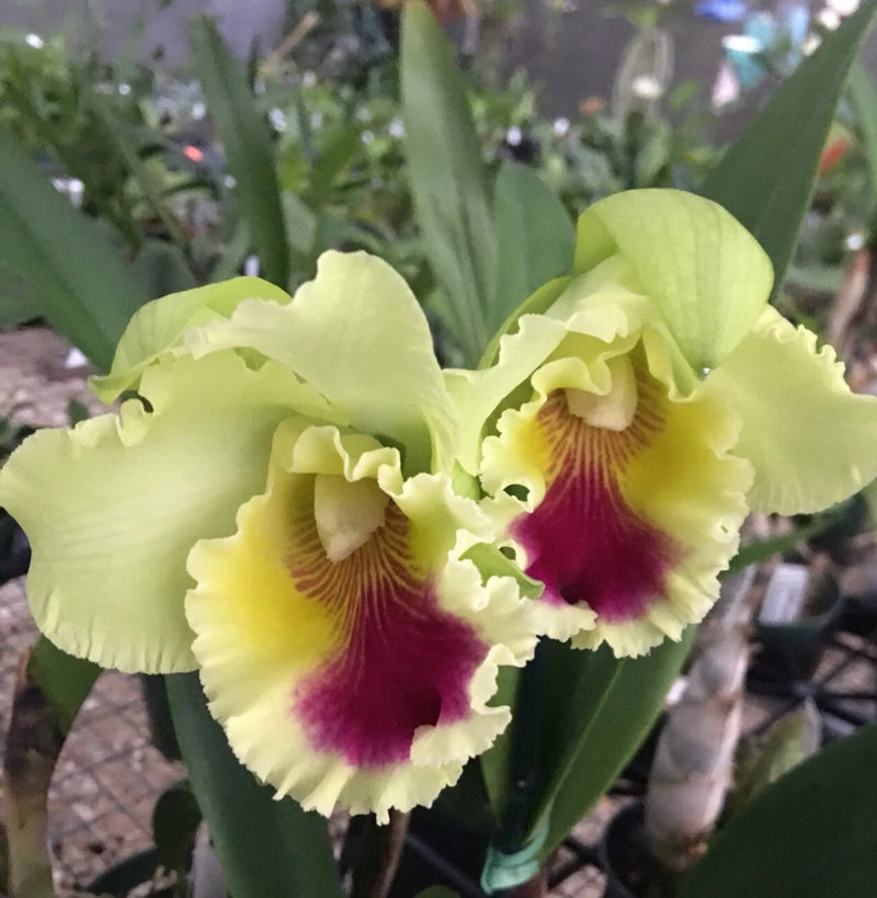 Orchid live Imported  Blc. Goldenzelle "Lemmon Chiffon" - bare root Orchids