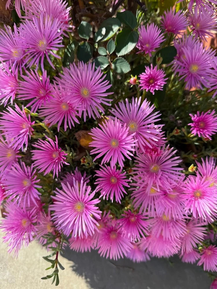 Magenta ice plant cuttings with pink-purple daisy-like flowers on leafy stems