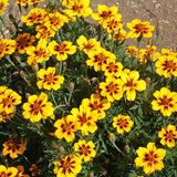 300+ Marigold, FRENCH DWARF  "DAINTY MARIETTA"   FRESH HARVEST FOR GARDENS Garden Plants
