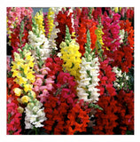 Snapdragon Seeds, Tetra Mix, Multi Color Blooms, Bees and Butterflies, FREE SHIP Garden Plants