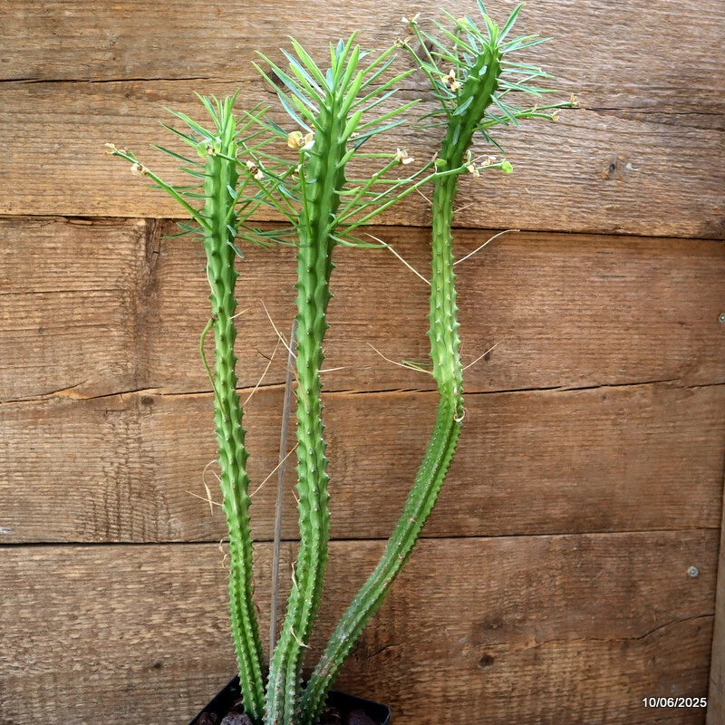 D4548 EUPHORBIA PENTAGONA pot12-H51-W20 cm MaMa Cactus Green Plant