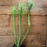 D4548 EUPHORBIA PENTAGONA pot12-H51-W20 cm MaMa Cactus Green Plant