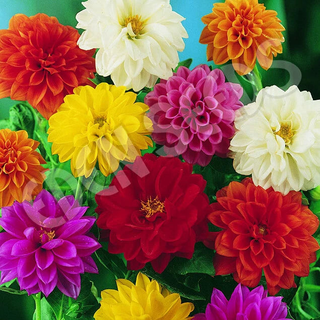 Unwins Bedding Dahlia Seeds | Heirloom | Free Shipping | Flower Seeds | 1234 Flowering Plants