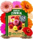 Zinnia Dahlia Seeds Pack 2026 | Non-GMO 524 Seeds for Vibrant Gardens Garden Plants