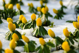 10 WINTER ACONITE Eranthis Hyemalis Yellow Sun Shade Flower Seeds Flowering Plants