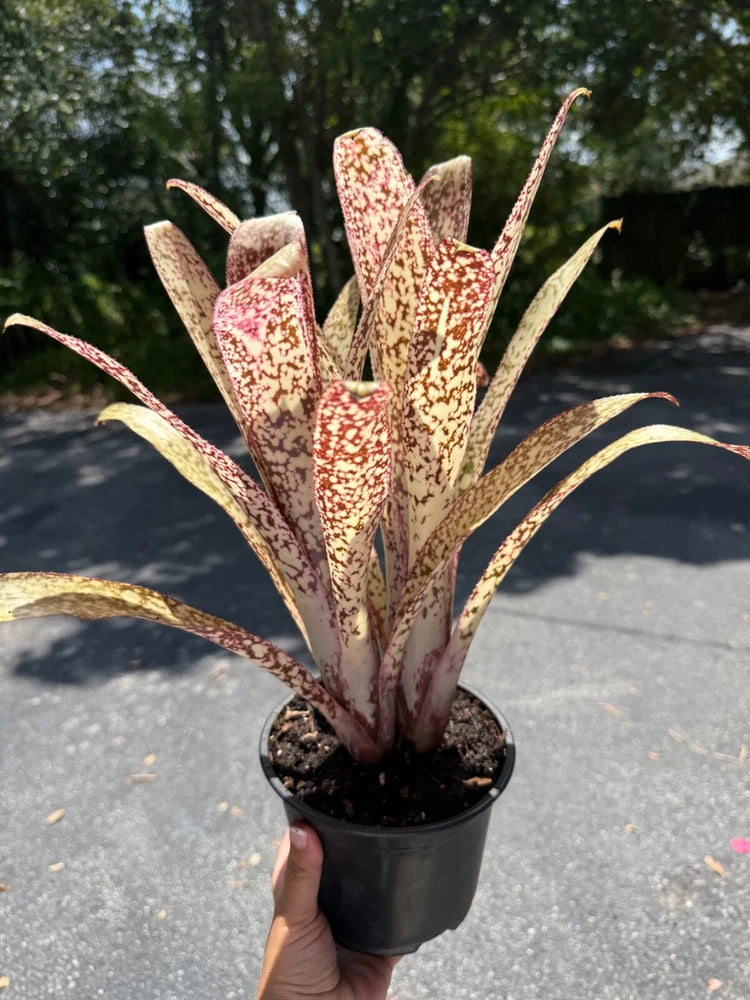 Potted billbergia orchid with tall speckled tan bracts in a black nursery pot
