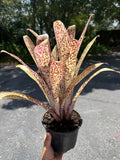 Live billbergia - Large Casa blanca Orchids