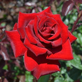 Red Mr Lincoln Hybrid Rose - Pack 30 Seeds - Rose Flower Seeds for Gardening Flowering Plants