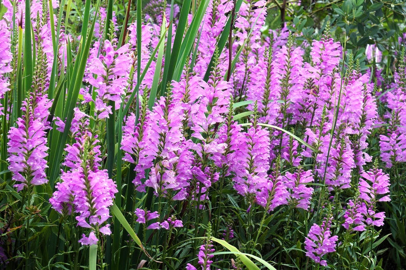 50 PINK Showy OBEDIENT PLANT (False Dragon Head) Physostegia Virginiana Flower S Flowering Plants