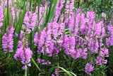 50 PINK Showy OBEDIENT PLANT (False Dragon Head) Physostegia Virginiana Flower S Flowering Plants