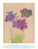 Many-flowered Fringed Lily (Thysanotus multiflorus). Australian Wild Flower 1950 Lily