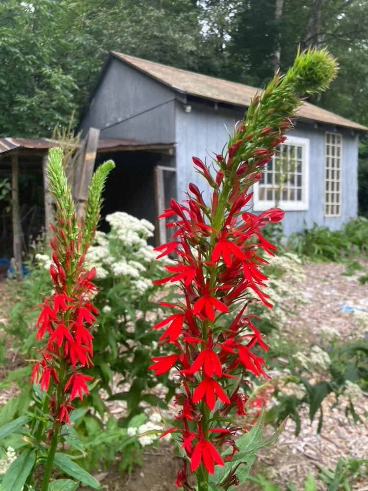 Cardinal Flower Seeds (Lobelia cardinalis) ~Native Wildflower Pollinator Garden Garden Plants