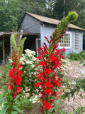 Cardinal Flower Seeds (Lobelia cardinalis) ~Native Wildflower Pollinator Garden Garden Plants