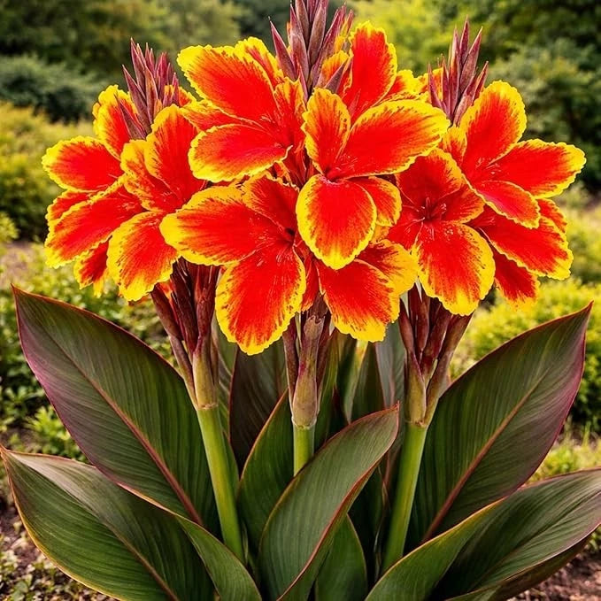 Lucifer Canna Lily Bulbs for Planting-Tropical Summer Blooming Plants Ð 3 Bulbs Lily
