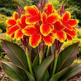 Lucifer Canna Lily Bulbs for Planting-Tropical Summer Blooming Plants Ð 3 Bulbs Lily