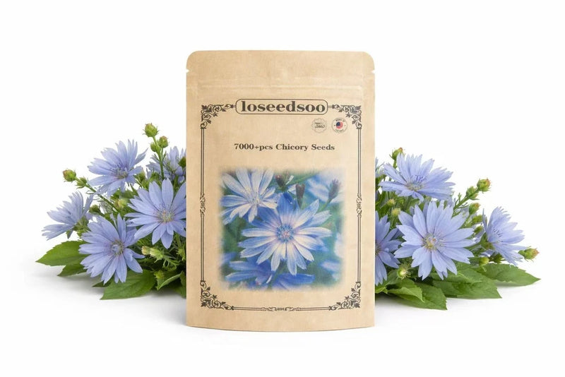 7000+ Chicory Seeds for Planting Ð Blue Wildflower Perennial Seeds, Hardy Cichor Flowering Plants