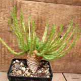 D3927 EUPHORBIA FLANAGANII pot9-H10-W15 cm MaMa Cactus Green Plant