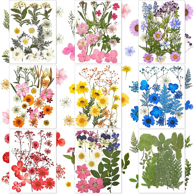 167 Pcs Real Dried Pressed Flowers Natural Dried Flowers Colorful Daisy Mixed Wi Dried Flower