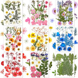 167 Pcs Real Dried Pressed Flowers Natural Dried Flowers Colorful Daisy Mixed Wi Dried Flower