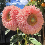 50pcs Pink Giant Teddy Bear Sunflower Seeds Fluffy Double Blooms Sunflower