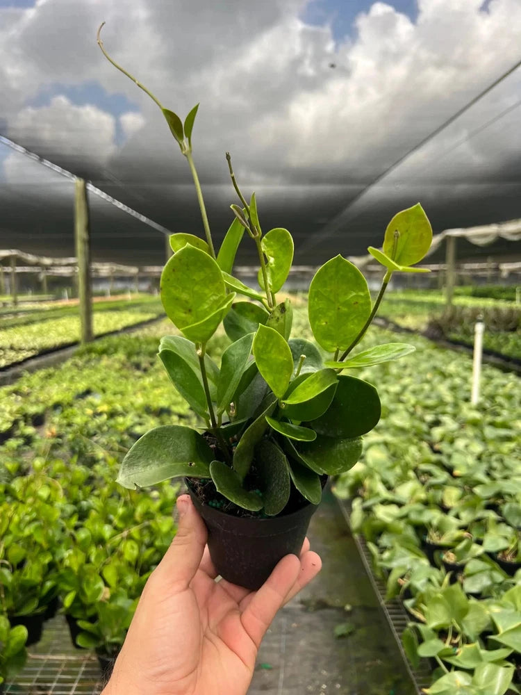 Hoya Australis live plant in a black pot, with glossy oval green leaves and vining stems