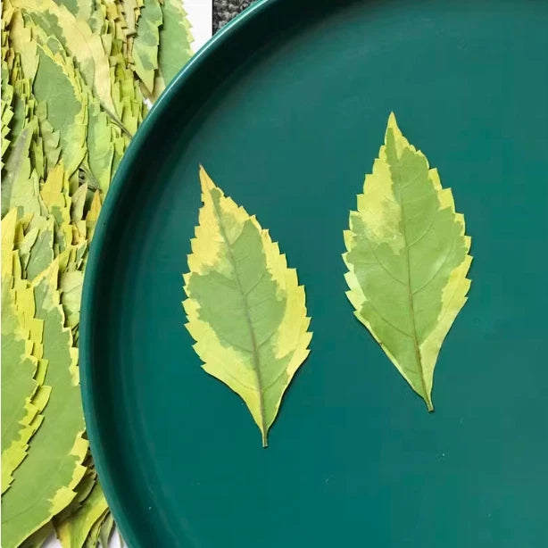 Dried pressed light green leaves, two botanical leaf pieces for crafts